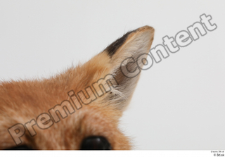 Fox  2 ear 0002.jpg